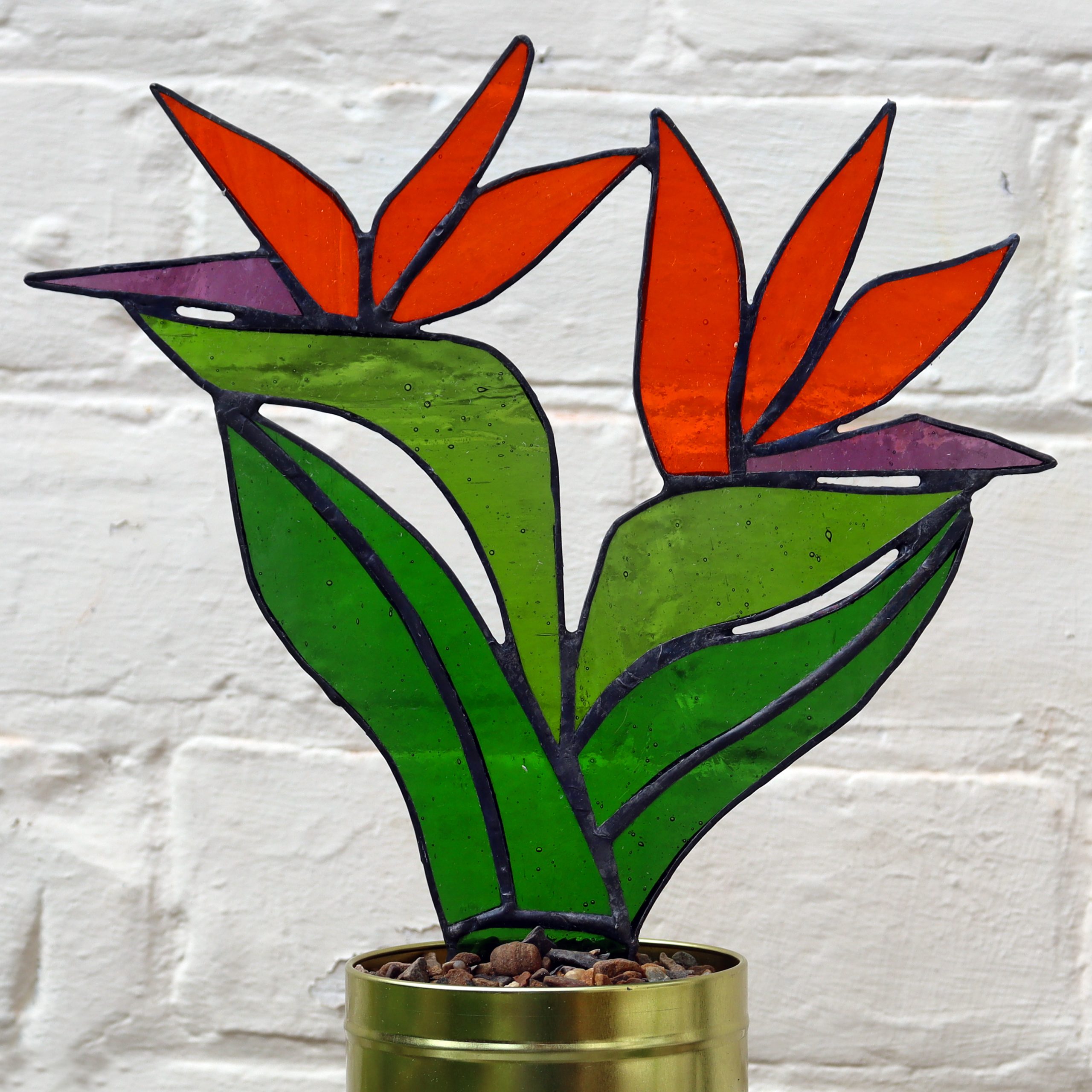 Stained Glass Bird of Paradise Plant